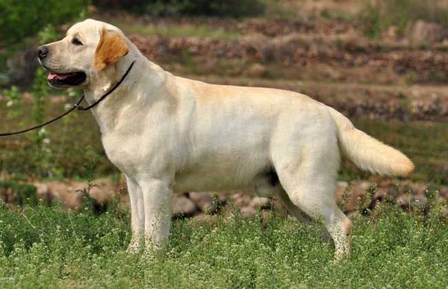 金毛犬和拉布拉多的区别