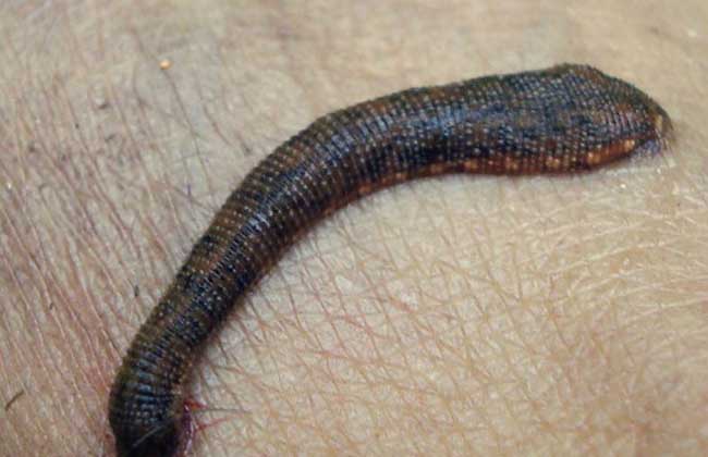 蚂蟥会钻进肉里吗？