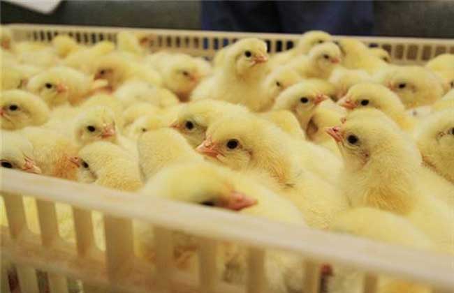 肉鸡养殖大棚建设方法