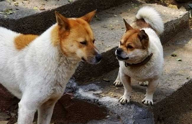 中华田园犬怎么养？