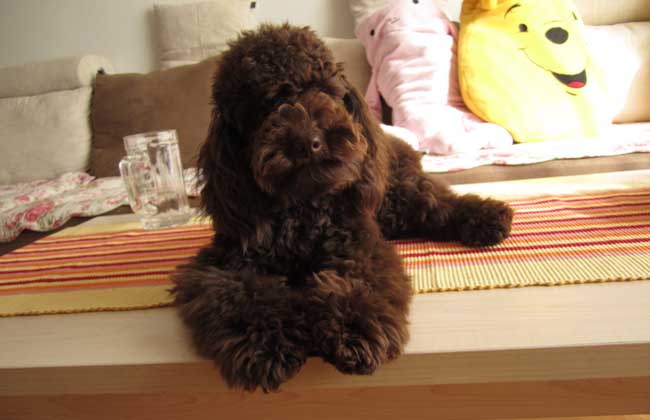 贵宾犬口臭怎么办？
