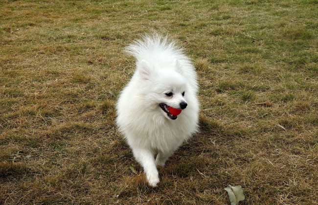 博美犬吃什么狗粮？