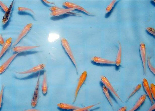 1两到2两草鱼苗多少钱 鱼苗批发价格