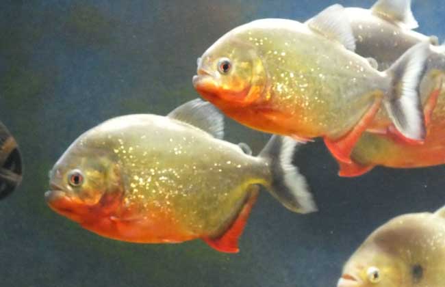 水虎鱼吃什么食物？