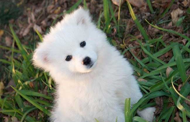 爱斯基摩犬和萨摩耶犬的区别