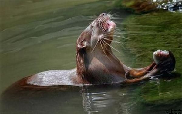 水獭领地争夺拳击战