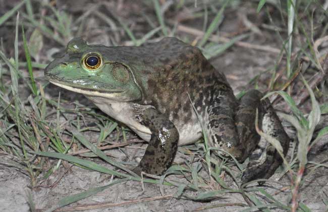 牛蛙吃什么食物？