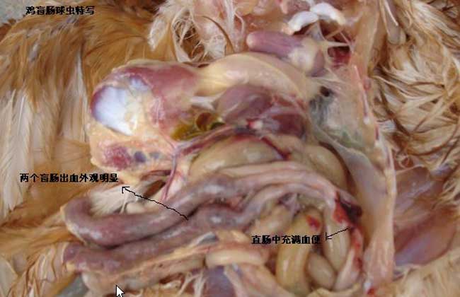 鸡球虫病防治方法