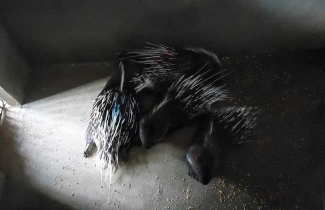 养殖豪猪需投资多少钱？