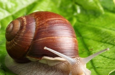 白玉蜗牛怎么养 田间养殖白玉蜗牛技术