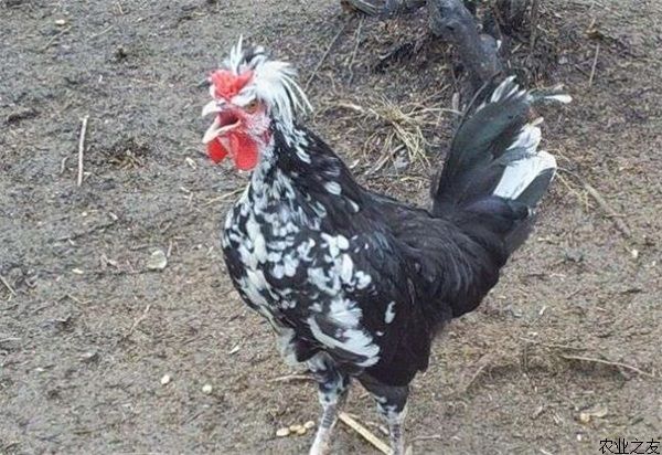 火鸡六鞭毛虫病