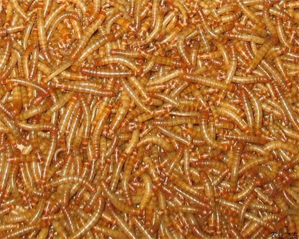 黄粉虫养殖不要进入这三个误区