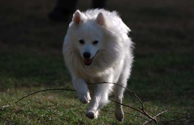 银狐犬怎么养才好？