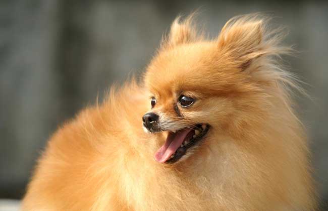 如何让博美犬活的更久？