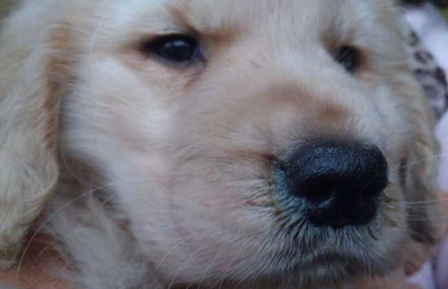 犬瘟热抽搐怎么治疗？