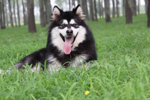阿拉斯加犬图片