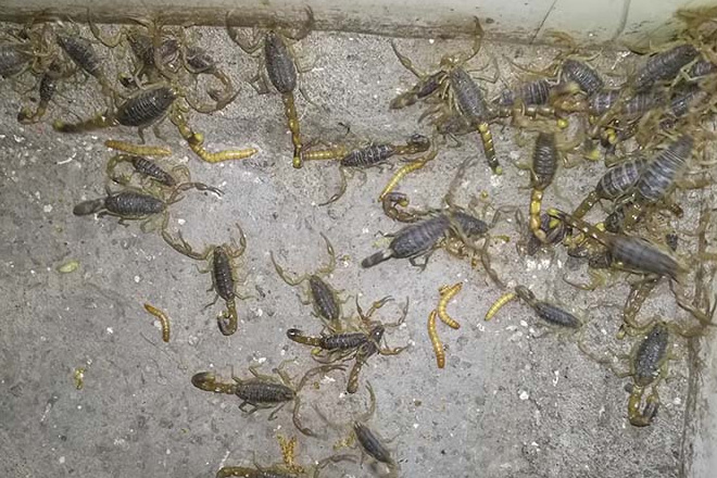 蝎子养殖为什么温度与湿度要相互协调好?