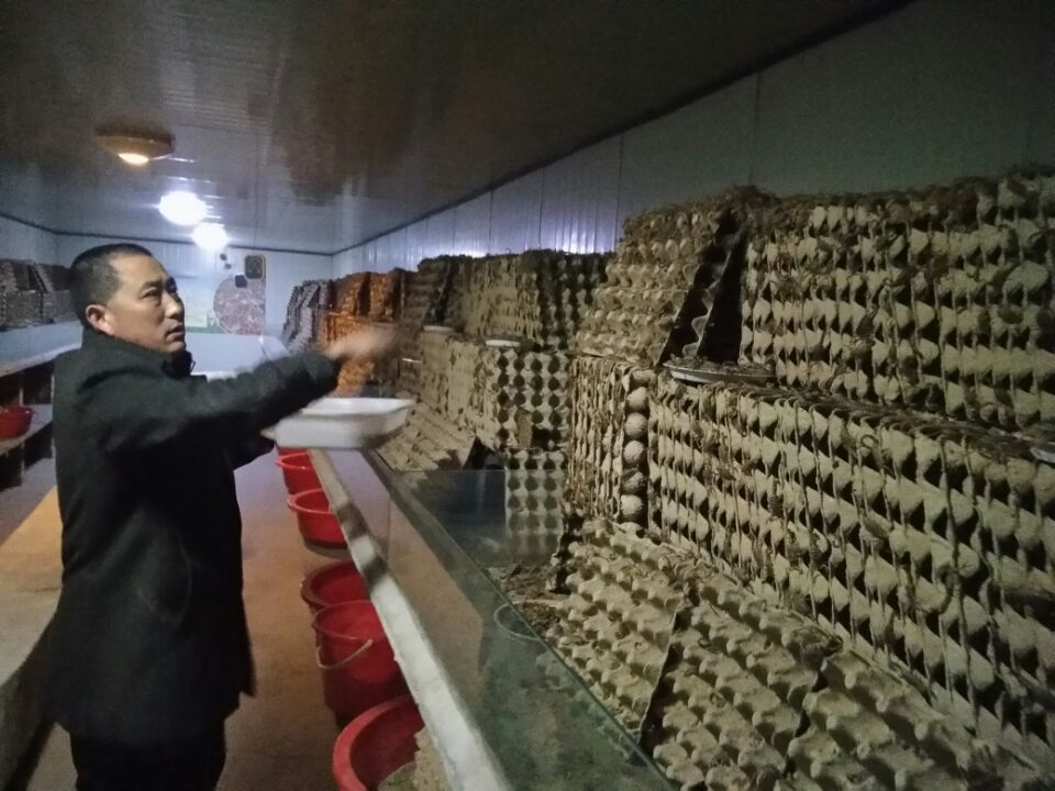 蝎子养殖者怎么能够发现蝎子得病了?