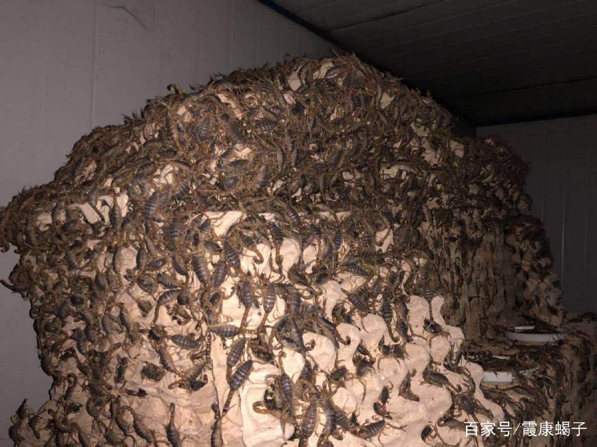 蝎子养殖场需要办理证件吗?