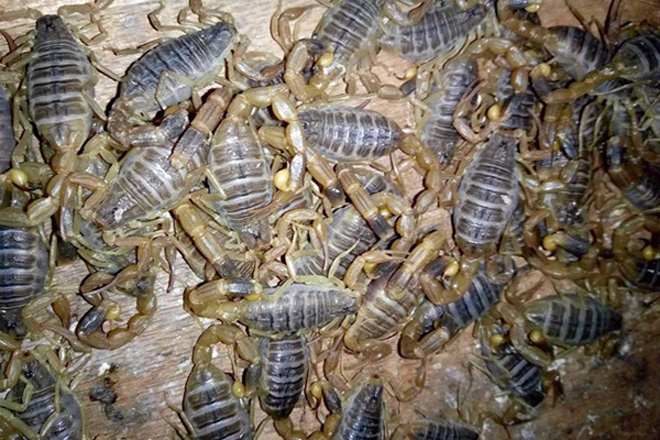 蝎子养殖温度和湿度如何控制才是合理的