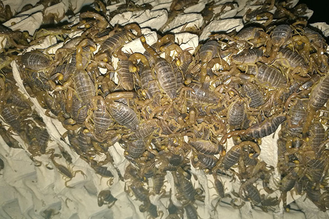 蝎子养殖经验分享