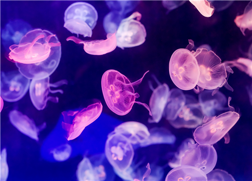 水母能吃吗怎么吃法 海蜇和水母的区别