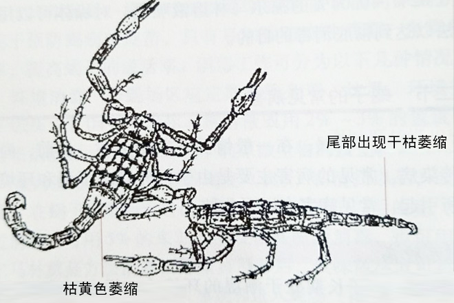蝎子枯萎症