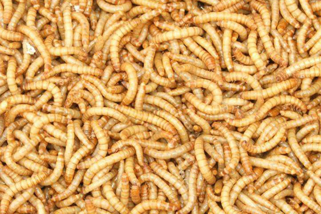 蝎子主要饲料:黄粉虫