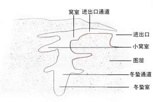 野生蝎子栖息场所介绍，野生蝎窝结构示意图