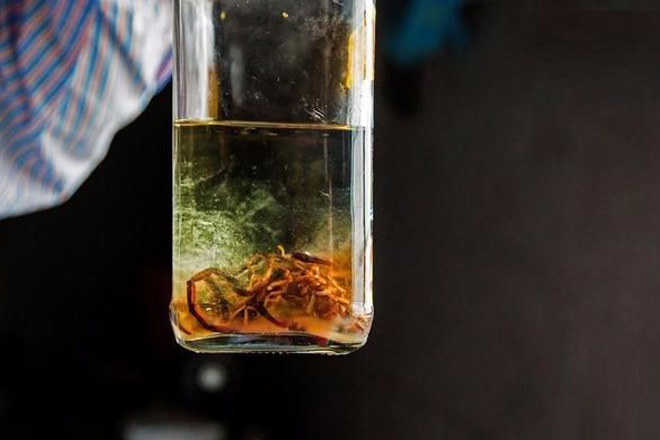 蝎子酒