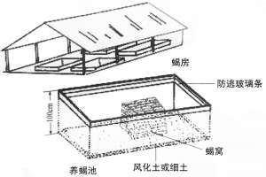 蝎子养殖方式之坑养蝎子，如何用坑来养殖蝎子