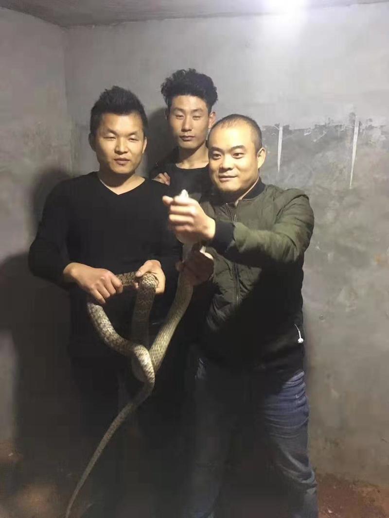 1552563762685891.jpg 学员养蛇技术培训学习