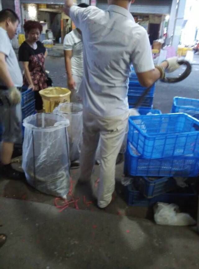 大王蛇多少钱一斤？王锦蛇市场价格