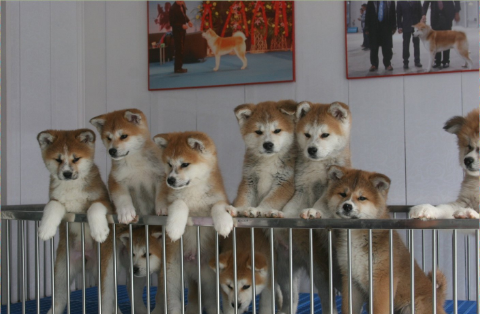 喂养幼犬小秋时,要注意哪些细节?