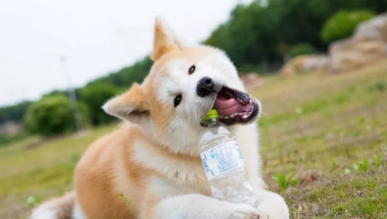 如何在犬舍挑选比较优秀的秋田犬