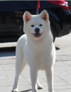 秋田犬按颜色分为哪几种