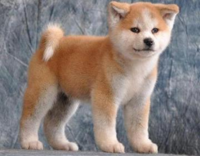 秋田犬价格如何,在购买时要注意这些