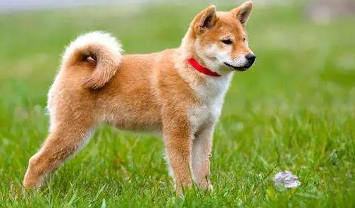 如何在犬舍挑选比较优秀的秋田犬
