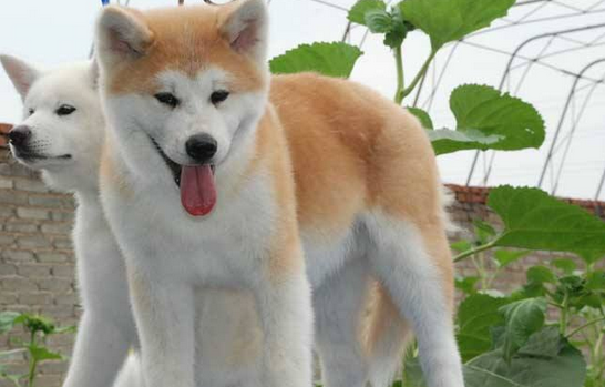 经常威胁秋田犬健康的疾病有哪些