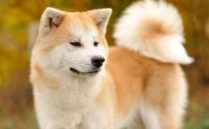 秋田犬有什么比较明显的特征？