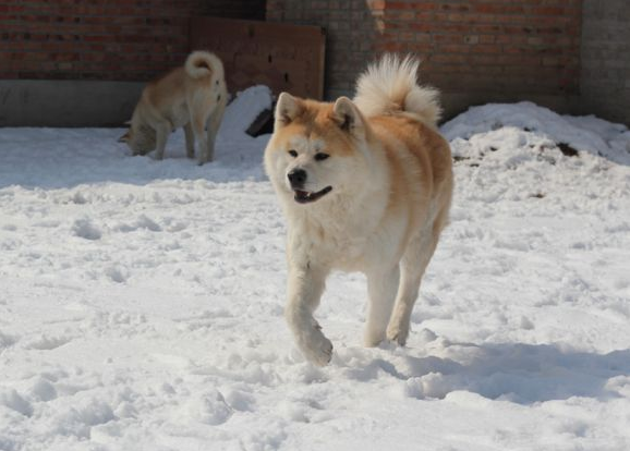 同为秋田犬,有哪些不一样的特点呢