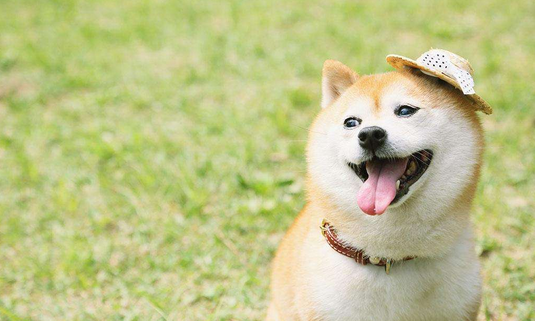 小秋有何特点,与柴犬那个更优秀