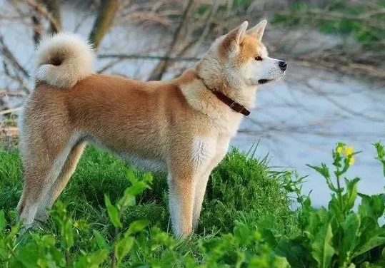 我可爱的小秋田,它真的很逗
