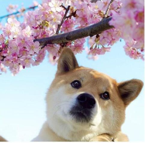 秋田犬好养吗?普金说好狗