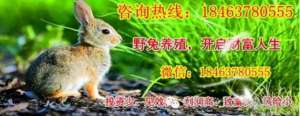 请问您今天要来点兔子吗第二