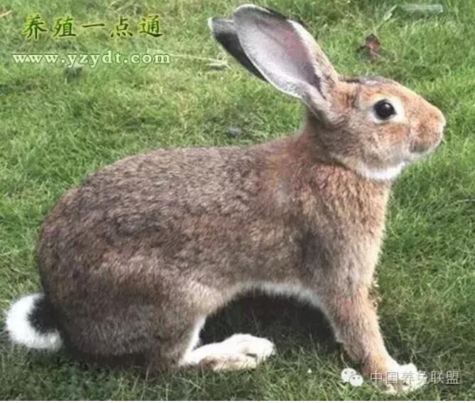 葡萄糖作为饲料添加剂在养兔生产中使用，能取得很好的效果