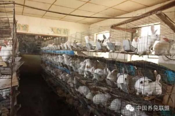 炸死小兔子小游戏 炸死小兔子小游戏