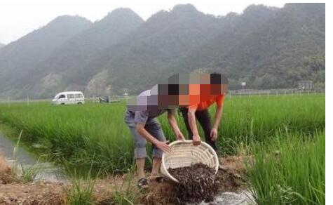 现在养殖20亩龙虾可赚多少?