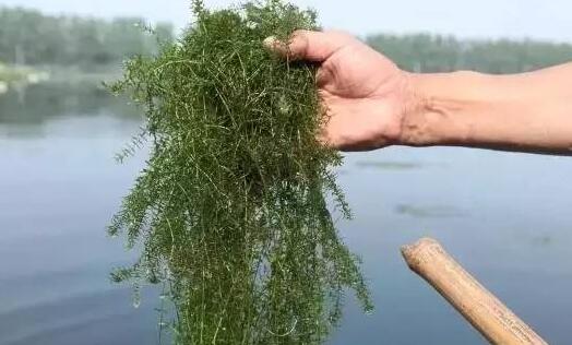 养殖小龙虾的池塘有必要清野杂鱼吗?