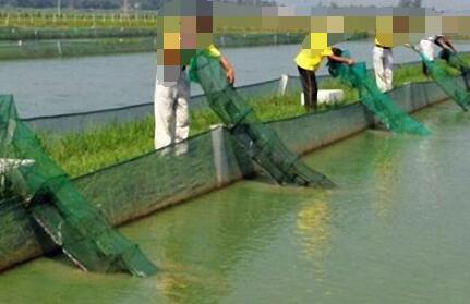 怎么会说泥鳅养殖已没利润空间?_0